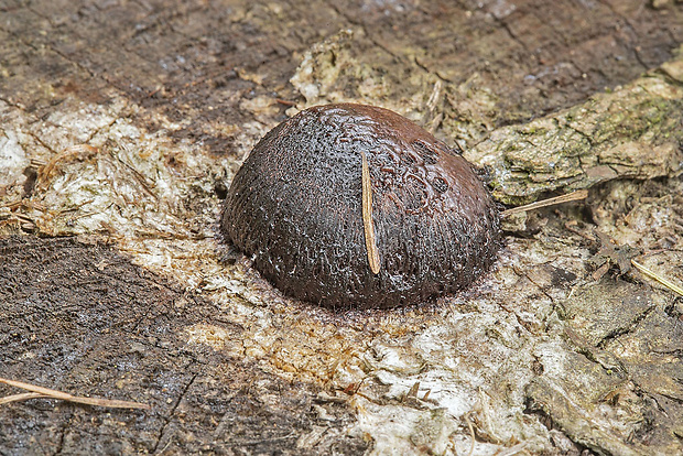 pazderka Stemonitis sp.