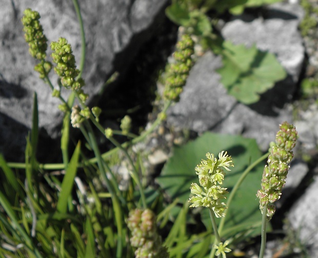 kosatka kalíškatá Tofieldia calyculata (L.) Wahlenb.