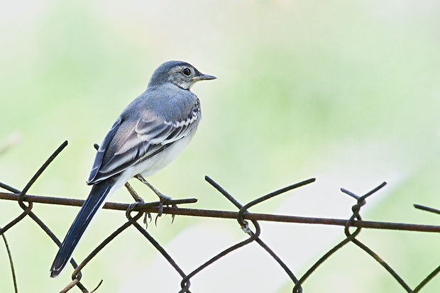 trasochvost biely  Motacilla alba