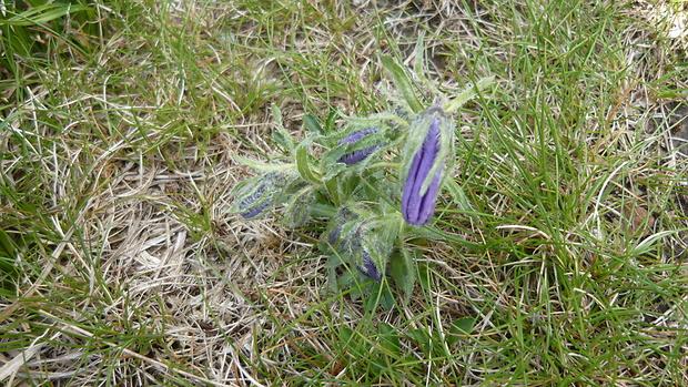 zvonček alpínsky Campanula alpina Jacq.