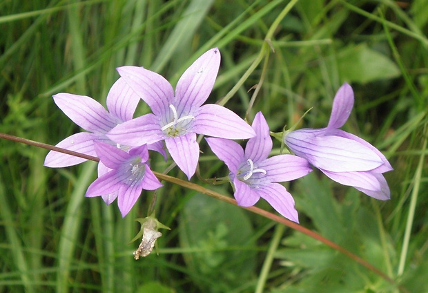 zvonček konáristý Campanula patula L.