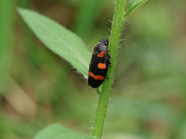 peniarka nížinná Cercopis sanguinolenta