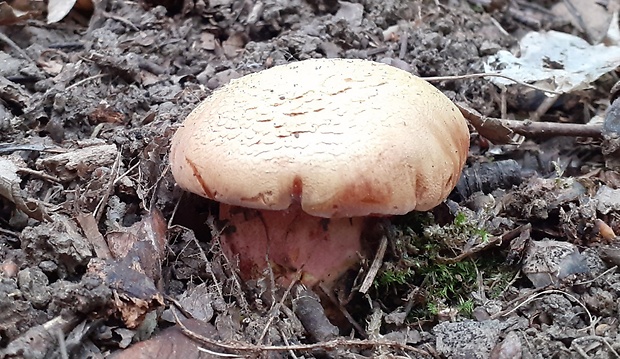 rubínovec obyčajný Chalciporus rubinus (W.G. Sm.) Singer