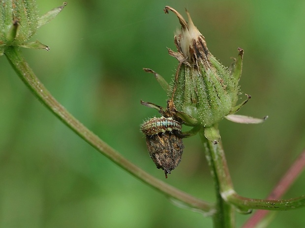 zlatoočka obyčajná - larva Chrysopa carnea