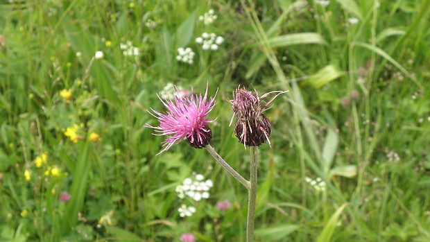 pichliač močiarny Cirsium palustre (L.) Scop.