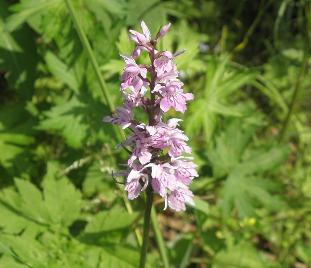 vstavačovec fuchsov pravý Dactylorhiza fuchsii subsp. fuchsii (Druce) Soó