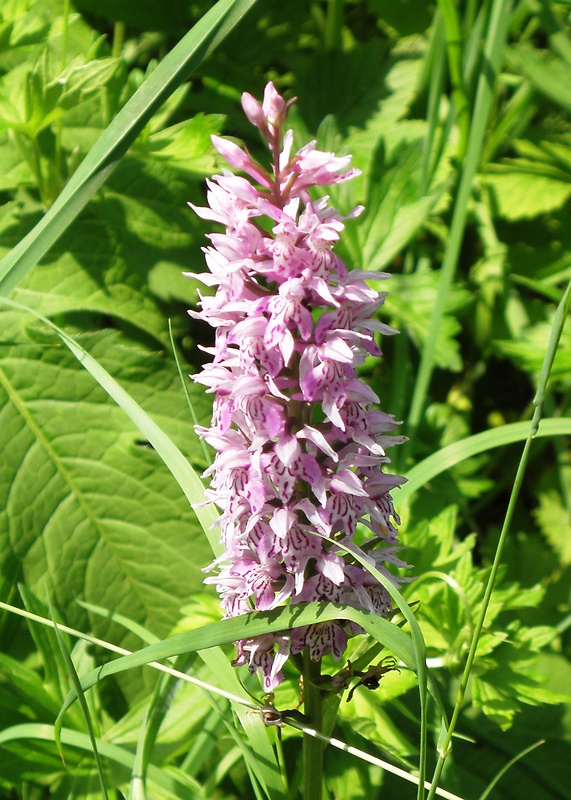 vstavačovec fuchsov pravý Dactylorhiza fuchsii subsp. fuchsii (Druce) Soó