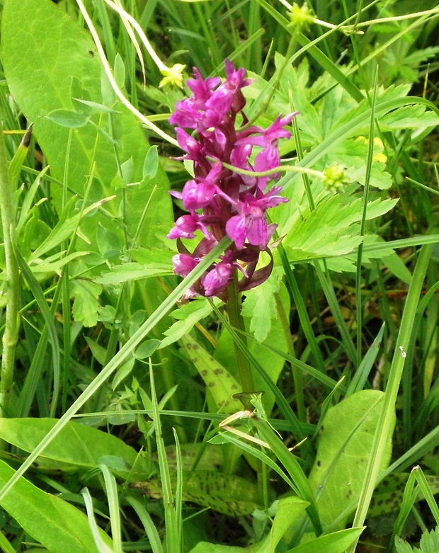 vstavačovec májový pravý Dactylorhiza majalis subsp. majalis (Reincherb.) Hunt & Summerh.