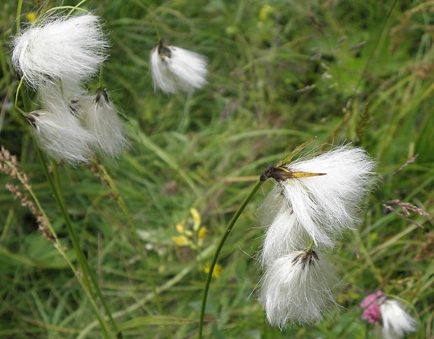 páperník úzkolistý Eriophorum angustifolium Honck.