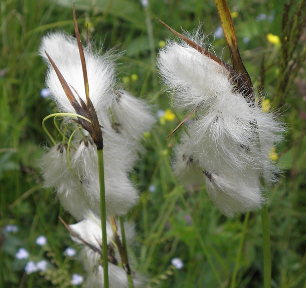 páperník úzkolistý Eriophorum angustifolium Honck.