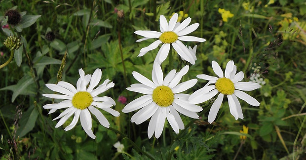 margaréta biela Leucanthemum vulgare Lam.