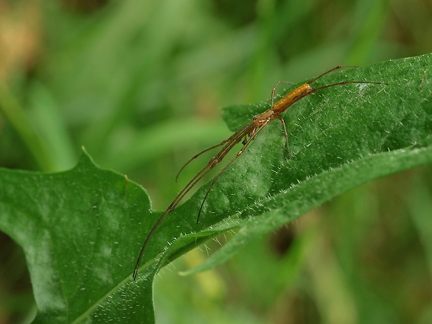 čeľustnatka trstinová Tetragnatha extensa