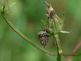 zlatoočka obyčajná - larva