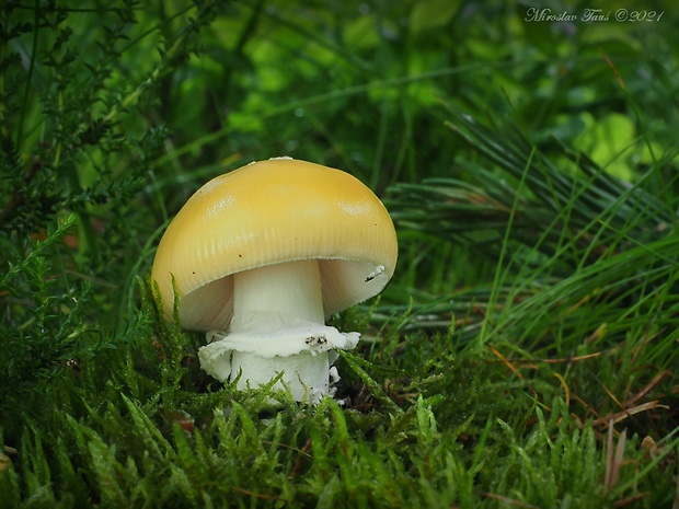 muchotrávka slamovožltá Amanita gemmata (Fr.) Bertill.