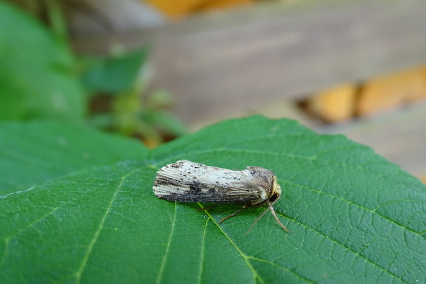 sivkavec skorocelový Axylia putris