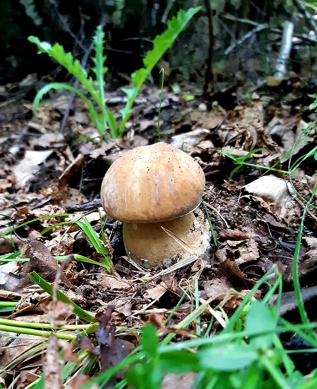 hríb dubový Boletus reticulatus Schaeff.