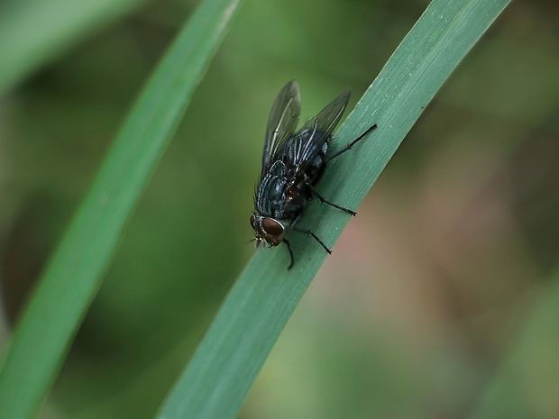 bzučivka obyčajná Calliphora vicina