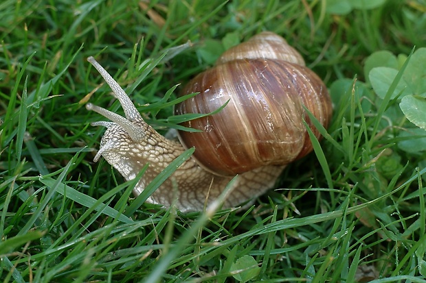 slimák záhradný Helix pomatia