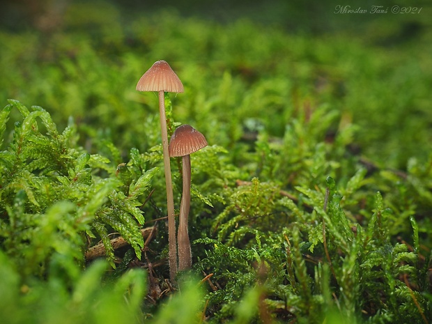 prilbička krvavá Mycena sanguinolenta (Alb. & Schwein.) P. Kumm.