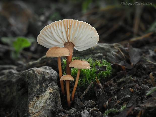 tanečnica orešcová Mycetinis scorodonius (Fr.) A.W. Wilson & Desjardin