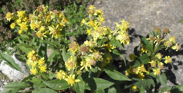 zlatobyľ obyčajná alpská Solidago virgaurea subsp. minuta (L.) Arcang.
