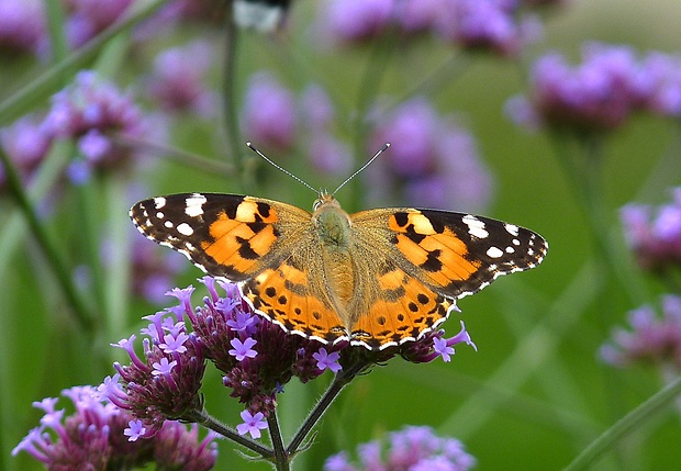 babôčka bodliaková Vanessa cardui