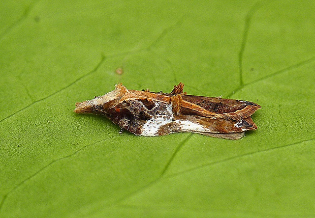 obaľovač lipový Acleris cristana