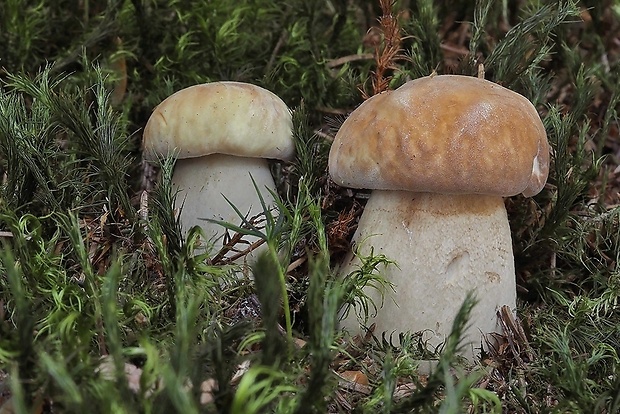 hríb dubový Boletus reticulatus Schaeff.