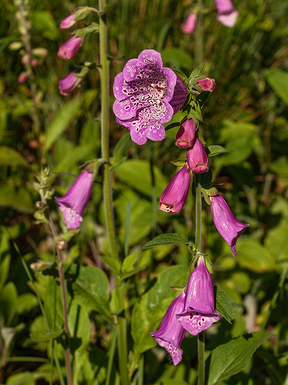 náprstník červený Digitalis purpurea L.