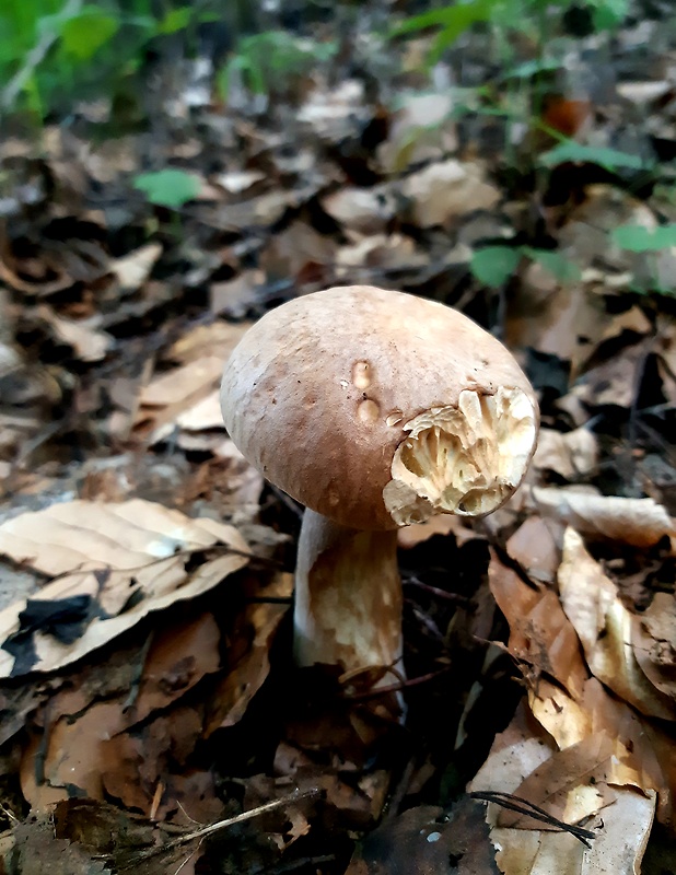 hríb dubový Boletus reticulatus Schaeff.