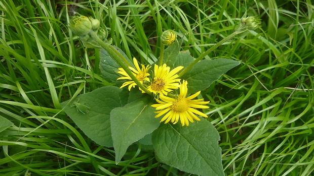 kamzičník rakúsky Doronicum austriacum Jacq.