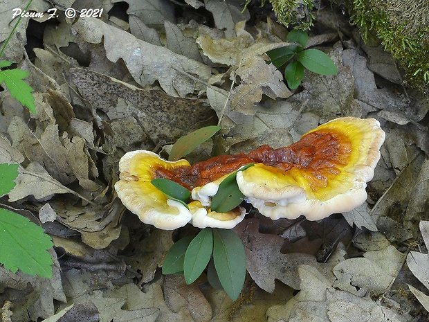 lesklokôrovka obyčajná Ganoderma lucidum (Curtis) P. Karst.