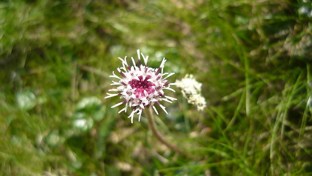 podbelica alpínska Homogyne alpina (L.) Cass.