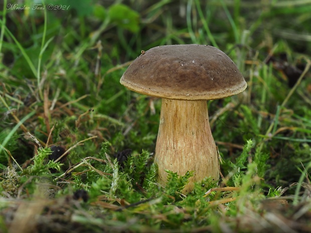 suchohríb Engelov Hortiboletus engelii (Hlaváček) Biketova & Wasser