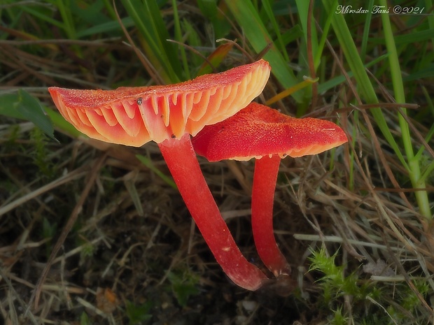 lúčnica krvavá Hygrocybe miniata (Fr.) P. Kumm.