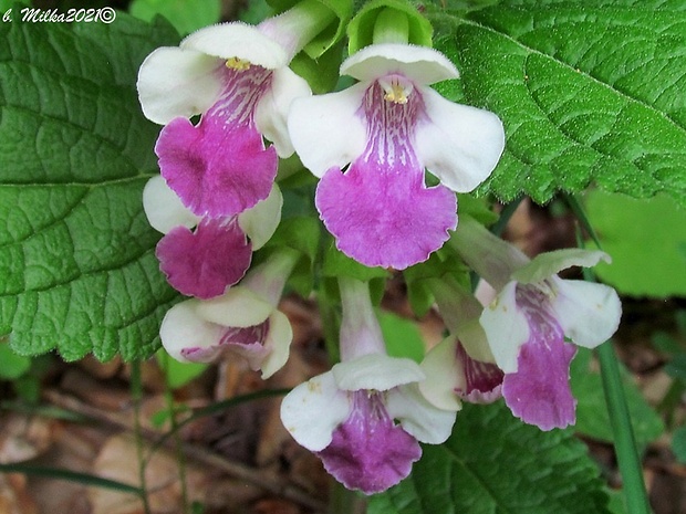 medúnka medovkolistá Melittis melissophyllum L.