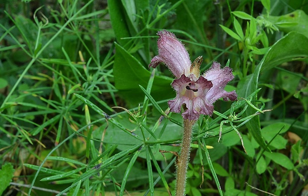 záraza obyčajná Orobanche caryophyllacea Sm.