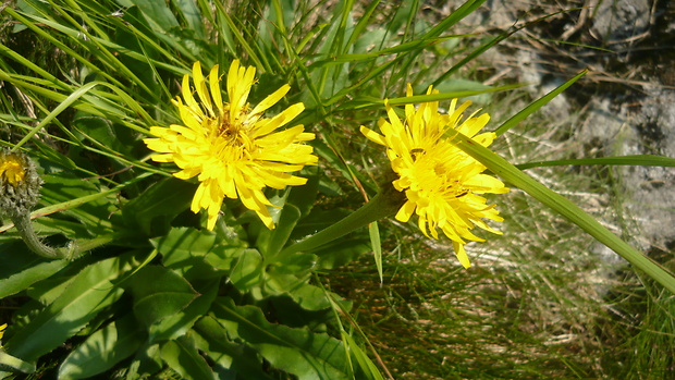 prasatnica jednoúborová Trommsdorffia uniflora (Vill.) Soják