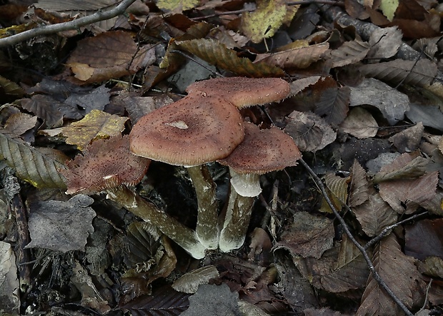 podpňovka Armillaria sp.