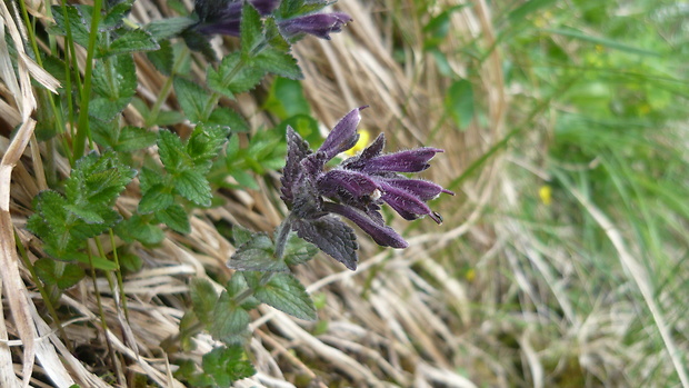 bartsia alpínska Bartsia alpina L.