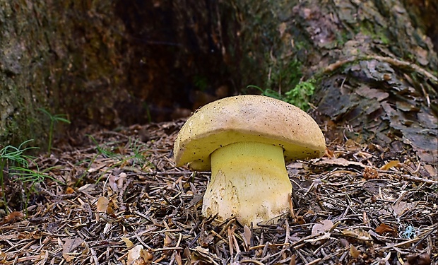 hríb horský Butyriboletus subappendiculatus (Dermek, Lazebn. & J. Veselský) D. Arora & J.L. Frank