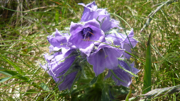 zvonček alpínsky Campanula alpina Jacq.