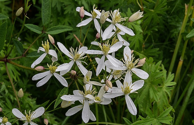 plamienok priamy Clematis recta L.