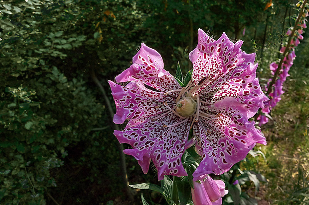 náprstník červený Digitalis purpurea L.