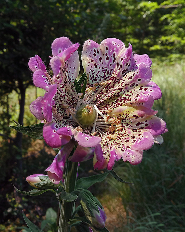 náprstník červený Digitalis purpurea L.