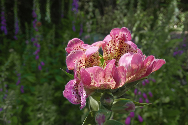 náprstník červený Digitalis purpurea L.