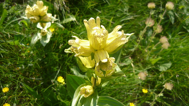 horec bodkovaný Gentiana punctata L.