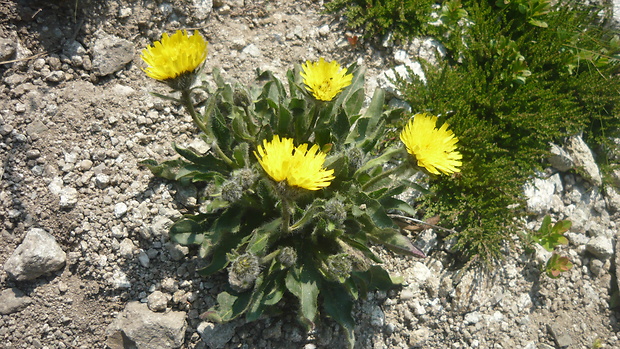 jastrabník alpínsky Hieracium alpinum L.