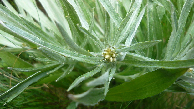 plesnivec alpínsky Leontopodium alpinum Cass.