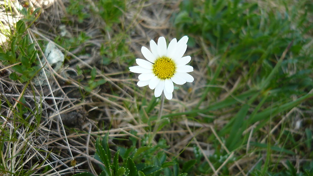 pakrálik alpínsky tatranský Leucanthemopsis alpina subsp. tatrae (Vierh.) Holub